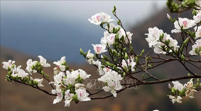 Fleurs de bauhinie. Photo: VNA