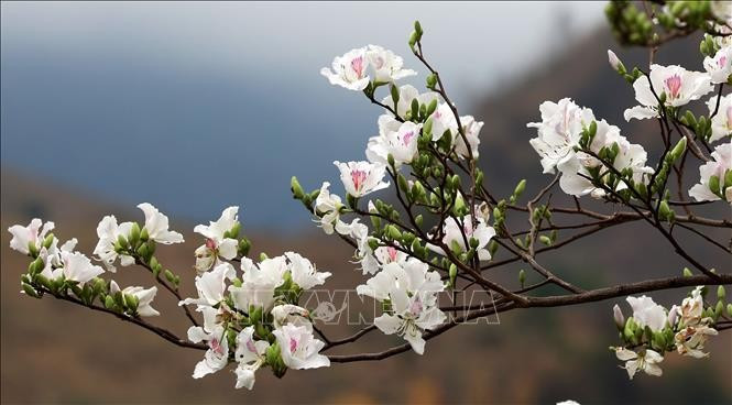 Fleurs de bauhinie. Photo: VNA