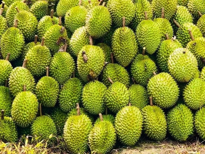 La Chine a officiellement mis à jour et approuvé 829 codes de zones de culture et 131 codes d'installations d'emballage pour le durian vietnamien. Photo: VNA