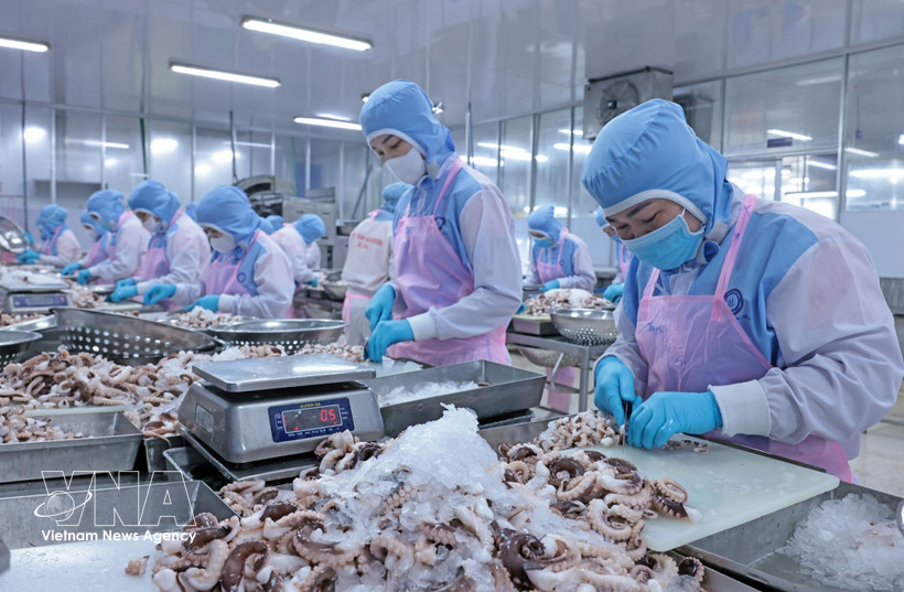 Les exportations vietnamiennes de calmars et de poulpes ont dépassé 111 millions de dollars au cours des deux premiers mois de 2026. Photo: VNA
