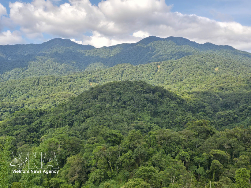 Souvent qualifiées de « poumons verts » de la planète, les forêts soutiennent silencieusement la vie et protègent les communautés face à l’intensification des aléas climatiques. Photo: VNA