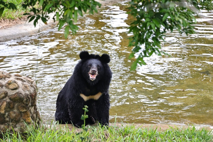 Un ours au Centre de sauvetage des ours du parc national de Bach Ma, ville de Huê. Photo: VietnamPlus