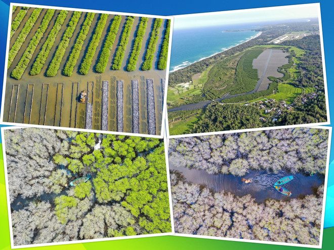 La mangrove de Bâu Ca Cai à Quang Ngai (Centre). Photo: VNA mangrove.jpg
