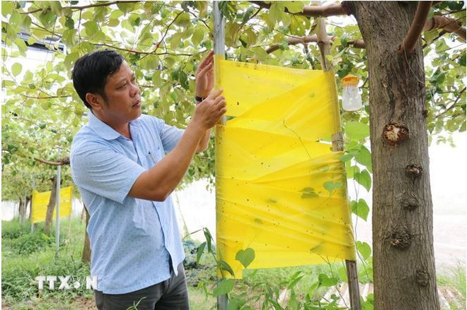 Le Dr Phan Công Kiên, directeur adjoint de l'Institut de recherche sur le coton et le développement agricole de Nha Hô inspecte le modèle de culture de pommes dans une serre avec un système de piège biologique installé pour tuer les insectes. Photo: VNA kien.jpg