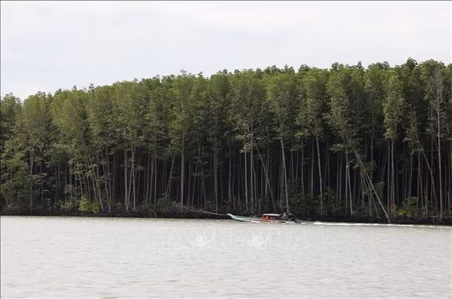 mangroves.jpg