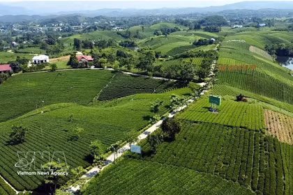 Colline de thé de Cau Da, dans la commune de La Bang, province de Thai Nguyen. Photo : VNA