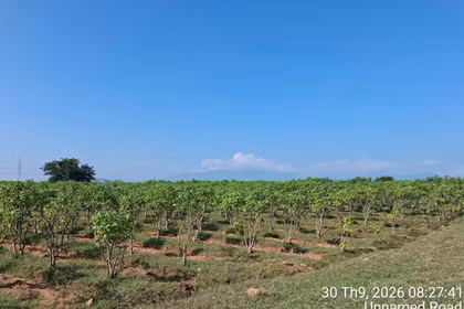 Selon les recherches japonaises sur les huiles non alimentaires, le Jatropha résiste bien à la sécheresse et peut pousser sur des terres en friche, sablonneuses et érodées ou peu fertiles. Photo : fournie par Star Japan