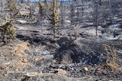 Incendie de forêt dans la province de Médéa, en Algérie. Photo: VNA