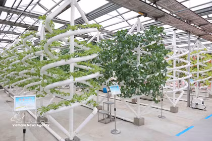 Un modèle de sélection végétale intelligente au Parc national des sciences et technologies agricoles de Jiantamjiang, province du Heilongjiang. Photo : VNA.