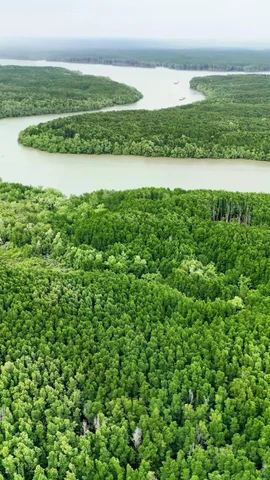 Le développement des forêts côtières au service de l’économie verte