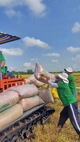 Le Vietnam marque un tournant majeur dans son industrie rizicole avec le succès retentissant du label "Riz vietnamien vert et à faibles émissions". Photo: VNA