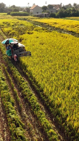 La trajectoire remarquable de l’agriculture vietnamienne