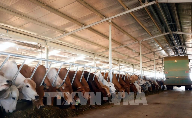 Elevage bovin pour l'exportation vers le Vietnam et la Chine. Photo : VNA 112626-nhung-dong-gop-noi-bat-cua-doanh-nghiep-viet-nam-dau-tu-tai-lao.jpg