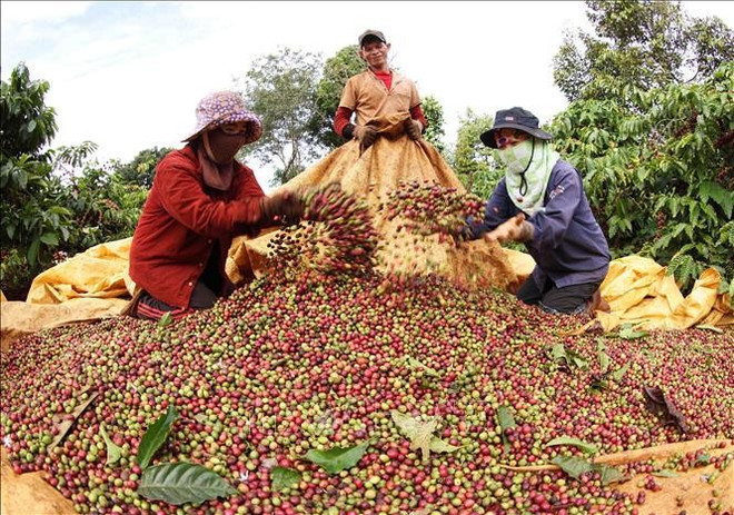 Le robusta vietnamien, très apprécié en Asie et en Europe pour sa saveur constante et son volume élevé, le distinguant de ses concurrents. Photo: VNA ca-phe-viet-nam.jpg