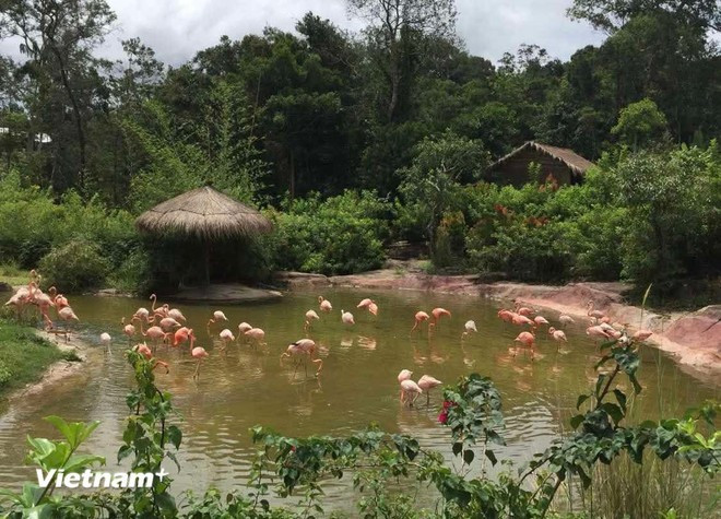 Un coin de Vinpearl Safari Phu Quoc. Photo : VietnamPlus vinpearl-safari-phu-quoc.jpg
