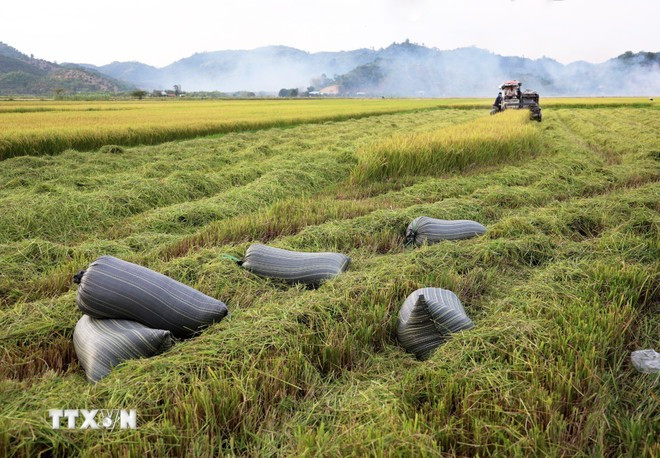 Les variétés vietnamiennes parfumées haut de gamme, telles que ST24 et ST25, ont déjà fait leurs preuves à l'échelle mondiale. Photo: Vietnam+ xuat-khau-gao-2.jpg