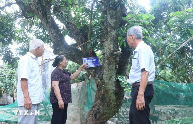 Selon Mme Trân Thi Bac, directrice de la coopérative de production de longanes du village de Nê Châu, ces variétés anciennes, bien que plus chères, sont très recherchées, notamment pour des cadeaux haut de gamme. Photo: VNA nhan-hung-yen.jpg