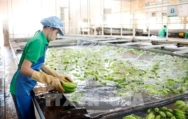 Usine de transformation de bananes de la compagnie Southern Laos Agricultural dans la province d'Attapeu. Photo : VNA 112614-nhung-dong-gop-noi-bat-cua-doanh-nghiep-viet-nam-dau-tu-tai-lao.jpg
