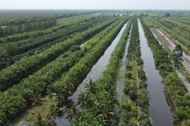 Un printemps dans la région d'U Minh Thuong, base révolutionnaire 