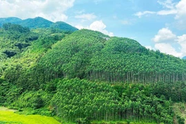 Le Vietnam pourrait générer 5.000 mds de dongs par an en vendant des crédits carbone forestier