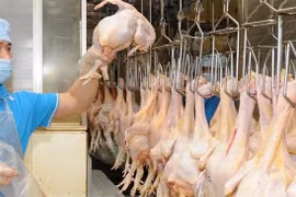 Le Vietnam exportera chaque mois environ 1 000 tonnes de poulet vers les pays musulmans