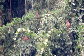 À Hà Giang, un macaque rhésus relâché dans la nature
