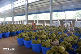 Le durian vietnamien représente 31,8% des importations chinoises