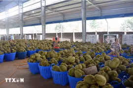 Le durian vietnamien représente 31,8% des importations chinoises