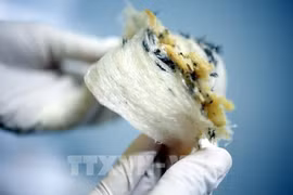 Sept entreprises sont autorisées à exporter des nids de salanganes vers la Chine