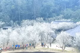 À Lào Cai, la symphonie de blanc des pruniers réunit tous les goûts