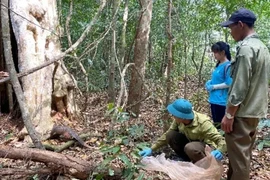 Binh Phuoc : des espèces menacées relâchées dans la nature