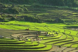 La province de Lao Cai accueille plus de 265.000 visiteurs durant le Têt