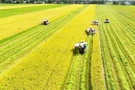 Le Vietnam ambitionne d’exporter à la fois du riz et sa culture