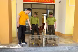 Quang Binh relâche des animaux sauvages rares dans la nature