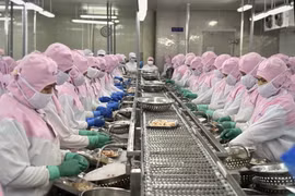 Pour atteindre les objectifs de développement durable de la creveticulture vietnamienne