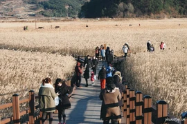 La province sud-coréenne de Jeolla du Sud prolonge la période d'exemption de visa pour les touristes vietnamiens
