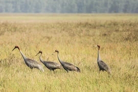 Le retour des grues à tête rouge au parc national Tram Chim à Dong Thap