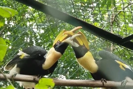 Le parc national de Phong Nha-Ke Bang reçoit 11 animaux sauvages