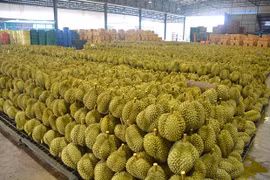 La Thaïlande prévoit d'exporter un million de tonnes de durian cette année