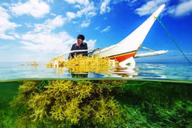 Le Vietnam vise une production de 500.000 tonnes d’algues d’ici 2030
