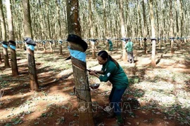 Le groupe vietnamien du caoutchouc vise un bénéfice plus élevé en 2024