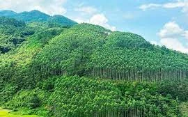 Le Vietnam gagne 51,5 millions de dollars grâce à la première vente de crédits de carbone forestier