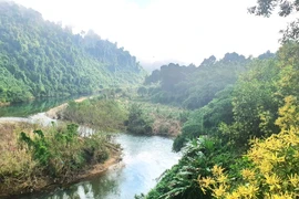 Plantation de 50.000 arbres indigènes à la Réserve naturelle de Dong Chau-Khe Nuoc Trong