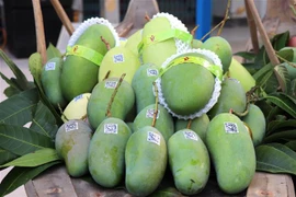 An Giang exporte son premier lot de mangue verte en Australie et aux États-Unis