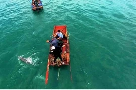 Quang Ninh : Dauphins et baleines aperçus à plusieurs reprises autour de l'île de Co To