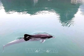 Des cétacés régulièrement observés les eaux de la province de Quang Ninh