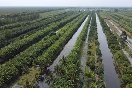 Un printemps dans la région d'U Minh Thuong, base révolutionnaire 