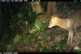 Découverte du muntjac considéré comme éteint dans la réserve naturelle de Phong Dien