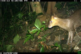 Découverte du muntjac considéré comme éteint dans la réserve naturelle de Phong Dien