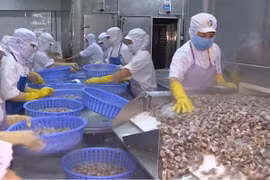 Les exportations de produits aquatiques vers la Chine devraient atteindre 1,2 mld de dollars en 2019